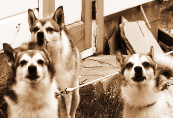Lofoten Lost Dogs – back from the brink (Lofoten, Norway)