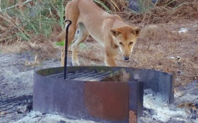 A Dingo in the Dunes – hard times in Dogtown (Cape Arnhem, Australia)